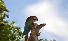 Ríos en San Rafael y San Carlos: destinos ocultos para conectar con la naturaleza