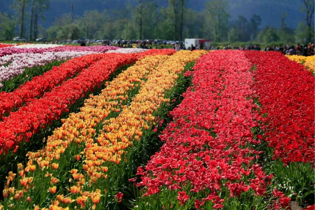 La Ceja del Tambo: Naturaleza y Flores a 60 Minutos
