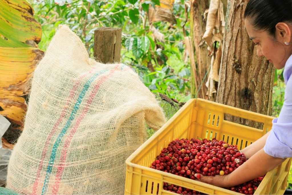 San Félix: Miradores y Cultivo