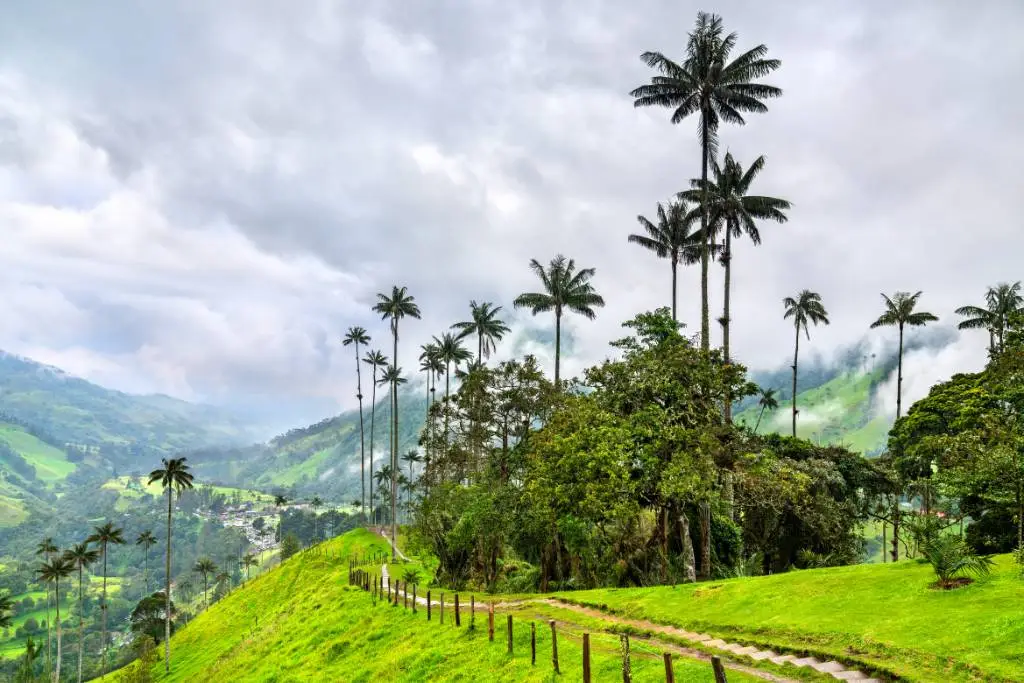 6. Salento y el Valle de Cocora: Magia en el Eje Cafetero