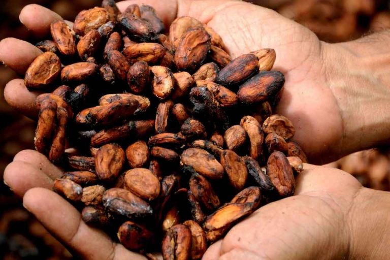 Lee más sobre el artículo San Rafael y la Ruta del Chocolate: Charcos de cristal y cacao orgánico